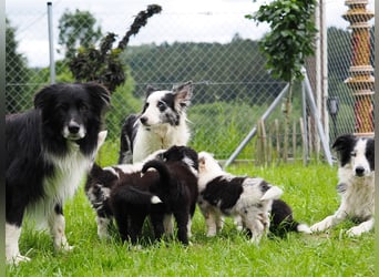 Border Collie Welpen