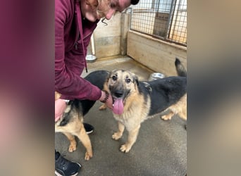 Buddy Schäferhund Mischlingsrüde Mischling Rüde Junghund sucht Zuhause oder Pflegestelle