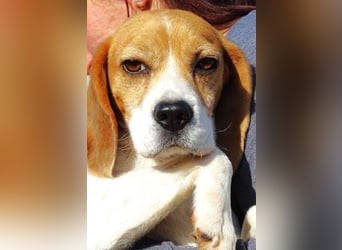 Gina, Beagle
