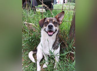 Hugo sucht liebevolles Heim