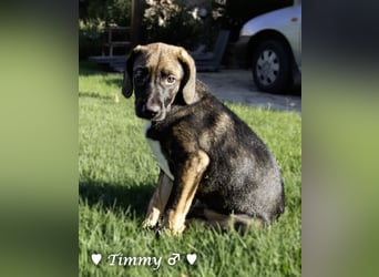 Timmy, Adam und Ajax suchen ein Zuhause