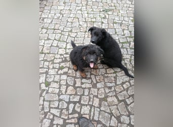 Schäferhund-Mischlingswelpen