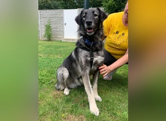 ♥ALITA♥ Pflegestelle dringend gesucht - wunderschöne, aufgeschlossene Herdenschutz-Mix-Hündin 59 cm