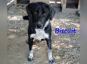 Biscuit geb. 08/2024 (GRC) - verspielter und verschmuster, ausgeglichener Junghund!
