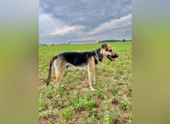 Lieber mittelgroßer Sam sucht ein ruhiges Zuhause