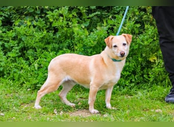 Alva, Mix Dackel / Pinscher, lieb und verträglich