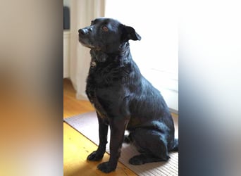 Herzenshund Csibi in Bochum sucht ein Zuhause