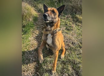 Karl ❤️ ruhig, gehorsamer Malinois-Mix