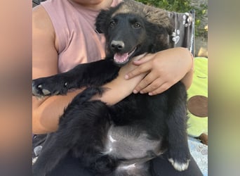 Dobri ein kleiner Spatz