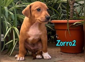 Zorro2 02/2025 (ESP) - cleverer, kleiner Podenco-Bodeguero Mix Welpe!