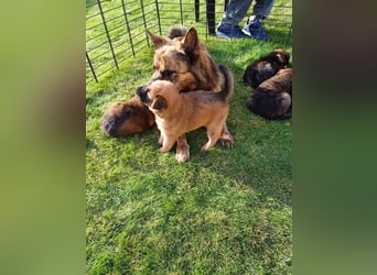 8 gesunde putzmuntere Harzer Fuchs Welpen abzugeben