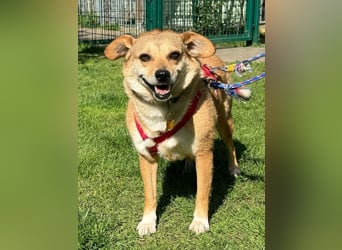 ♥ADELE♥ auf Pflegestelle bei Köln - süße kleine, noch etwas vorsichtige Hündin 41 cm