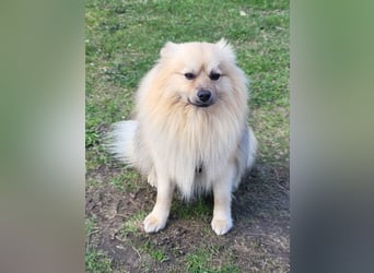 Ruffy SR - Freundlicher Spitz mit Charakter