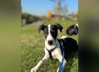 Starsky sucht aktive Familie