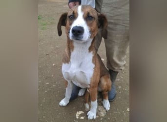 Terry - ein Herz auf 4 Pfoten sucht seine Familie