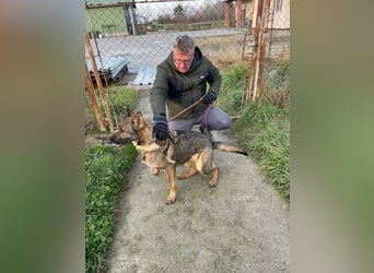 Masik  sucht Schäferhund Liebhaber