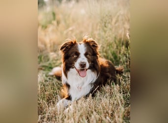 Wurf Ankündigung,  reinrassige Border Collie Welpen mit Papieren!!