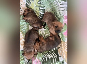 Norfolk Terrier Welpen aus der Zucht VILMHOF FCI