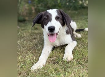 HARRY - Lebhafter Border Collie Mix sucht aktive Familie