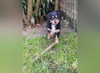 Supersüsse Australian Shepherd Welpen in der Farbe