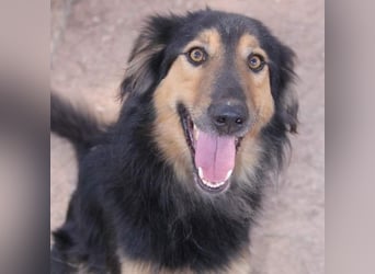 Sportlicher Collie Mix sucht sportliche Familie