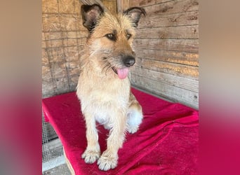 ❤️ superliebe Familienhündin - 2,5 Jahre, 50cm/20kg - Schnauzer-Mix