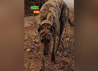 Onix,geb.05/24,schüchterner Galgo sucht seine Familie