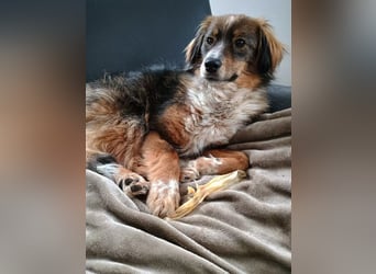 Napoleon auf Pflegestelle in 77776 Bad Rippoldsau