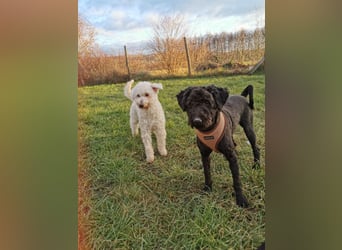 Mimi und Matyi suchen gemeinsam ein neues Zuhause