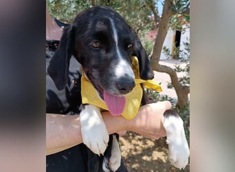 Maris Welpe Jagdhund Mischling Hündin sucht Zuhause oder Pflegestelle