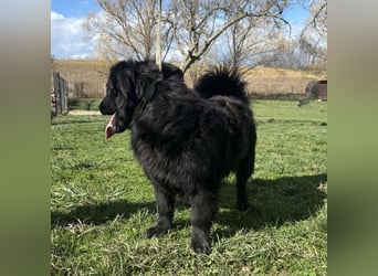 Ćiro ein Familienhund für Kinder