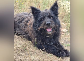 Bueno - freundlicher, verschmuster, ruhiger Schnauzer-Mix Rüde / z.Zt. noch in Rumänien