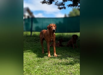 Szczeniaki  Rhodesian Ridgeback/ Pies/Suka Rhodesian Ridgeback/ welpen rhodesian