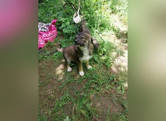 Hundekind „GRACIE“, ausreisebereit Ende Juni 2025, sucht Familie