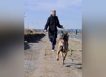 Brutus ein sportlicher verschmuster Malimix