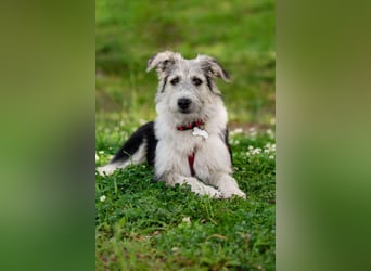 Verschmuste Lichi sucht ihre Menschen