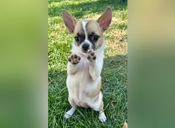 Chihuahua Welpen mit Ahnentafel