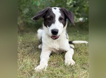 HARRY - Lebhafter Border Collie Mix sucht aktive Familie