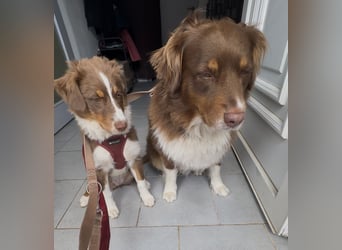 1 kleine Australian Shepherd Hündin( Welpe) braun/redtri (Minimix/Reinrassig)+ Gesundheitszeugnis
