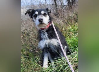 Schnauzer-Mix ♥Milo♥ ein Herzens-Hund
