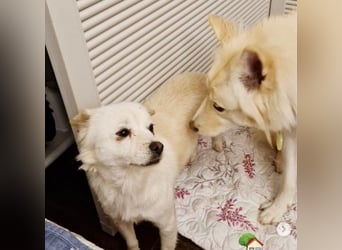 Jenna liebe schüchterne Hündin die im Tierheim so sehr leidet sucht Körbchen
