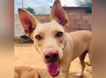 Avi 10/2021 (ESP) - aufgeschlossene und menschenbezogene Labrador-Podenco-Mix Hündin!