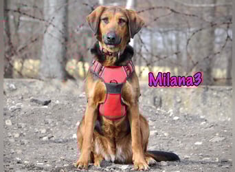 Milana3 geb. 01/2022 - menschenbezogene, freundliche und sanfte Schönheit!
