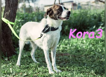 Kora3 08/2019 (ESP) - verspielte und kluge Boxer Mix Hündin!