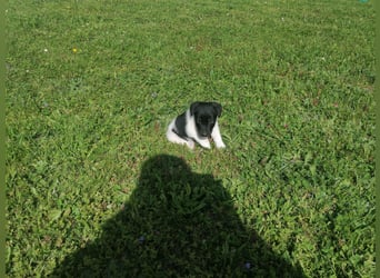 Foxterrier 