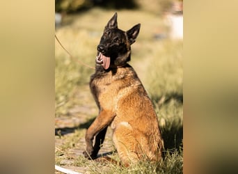 Max ein unglücklicher Schatz