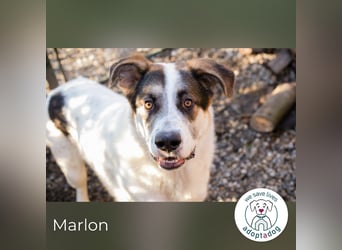 Marlon: Fröhlicher und verspielter Rüde