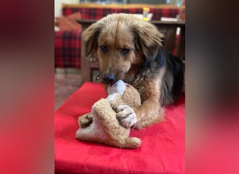 Zauberhafter WOOFY sucht Familienanschluß