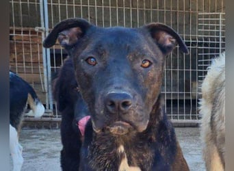 Freundlicher Staff-Mix ♥Dante♥ Vermittlung CH+AT+B+NL
