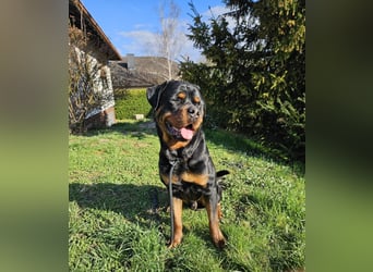 Rottirüde (20 Monate) sucht neues Zuhause